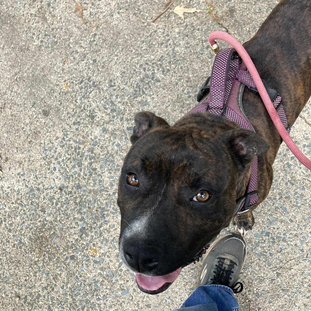 Mochi, Adoptable, Adult Male Pit Bull Terrier.