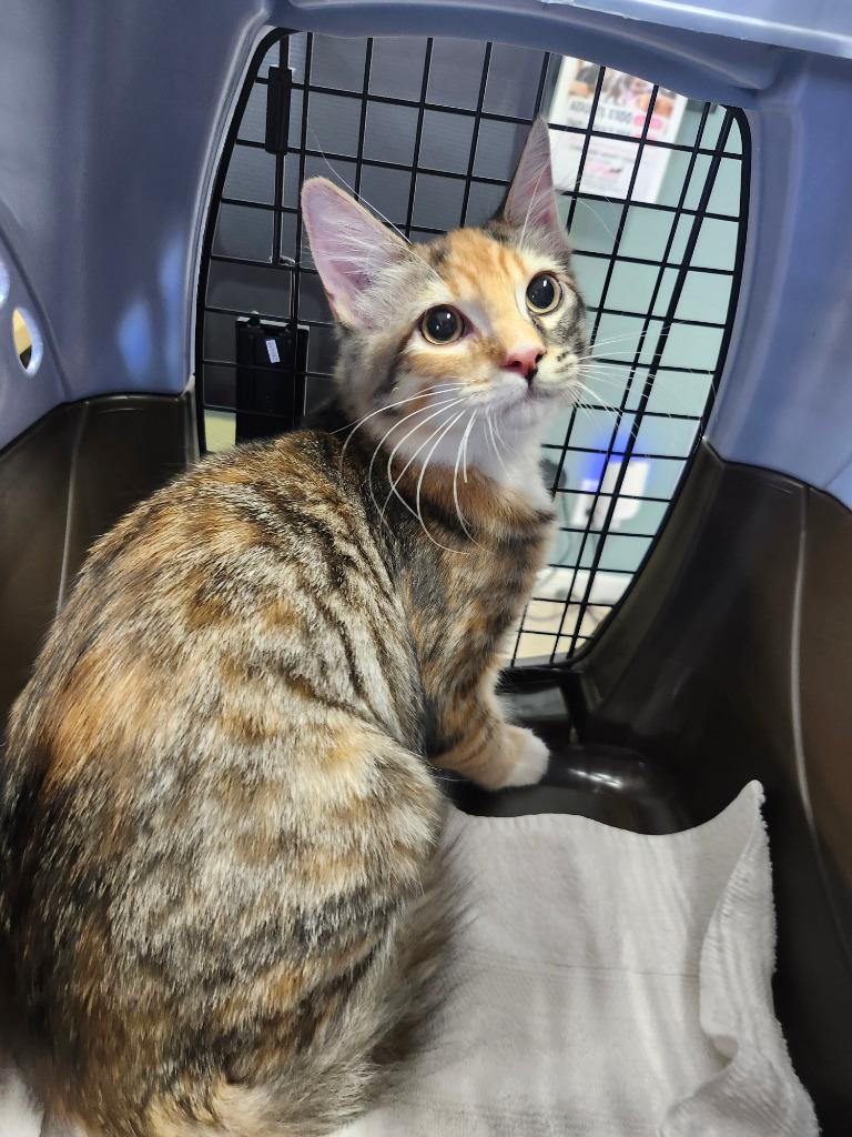 Enlarge Morgana, a Adoptable mixed breed in Peoria, AZ image 1/1