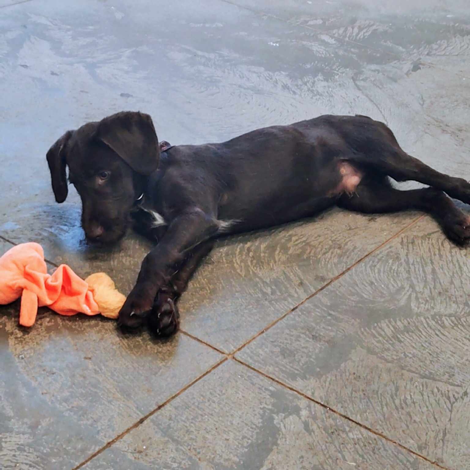 Dog for adoption Myers, a German Wirehaired Pointer & Chocolate