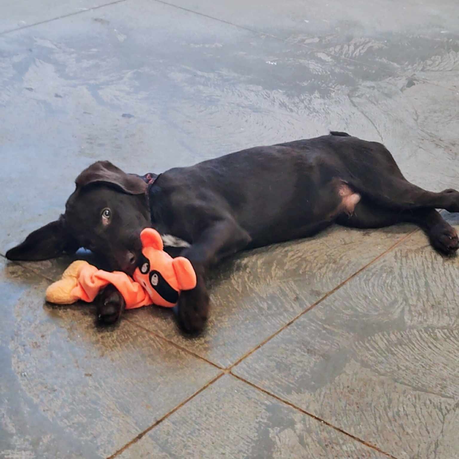 Dog for adoption Myers, a German Wirehaired Pointer & Chocolate