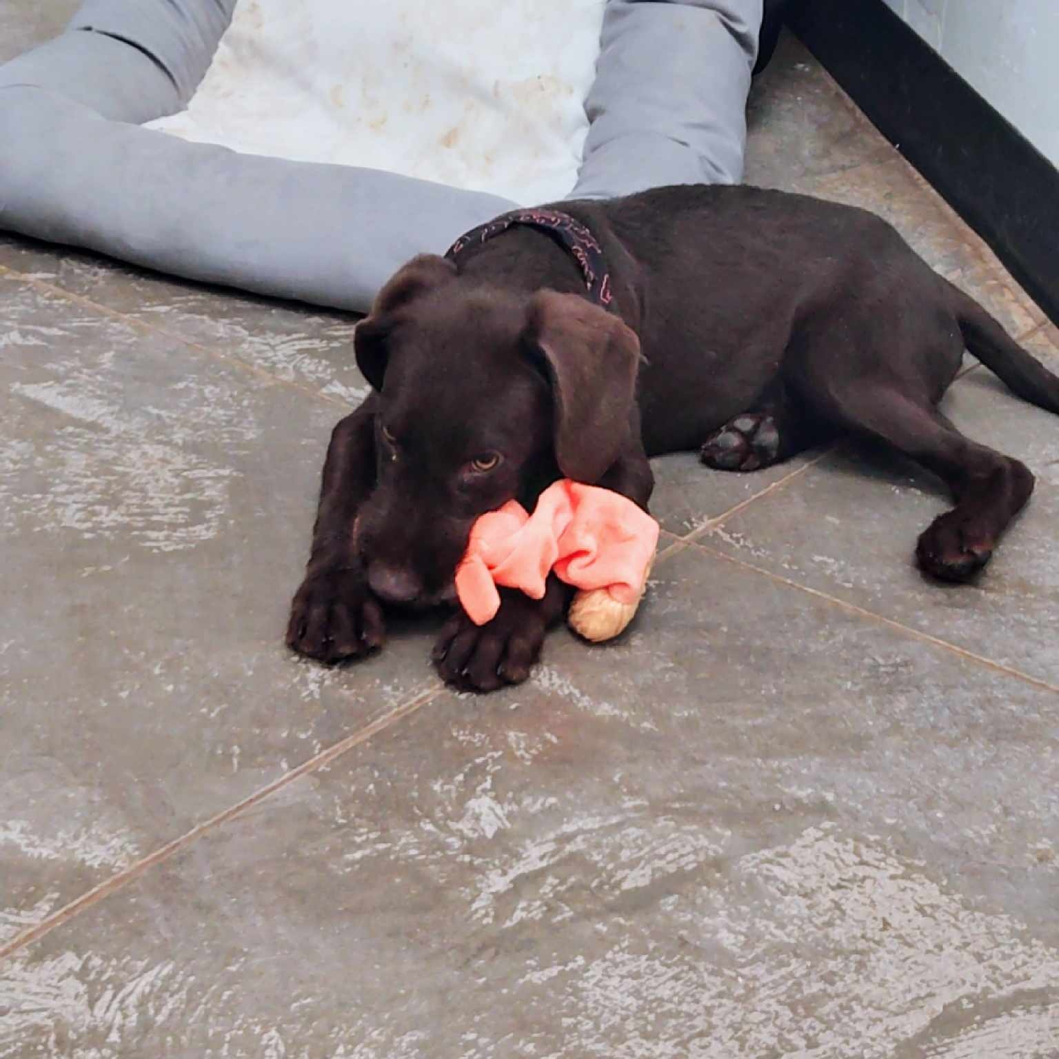 Dog for adoption Myers, a German Wirehaired Pointer & Chocolate