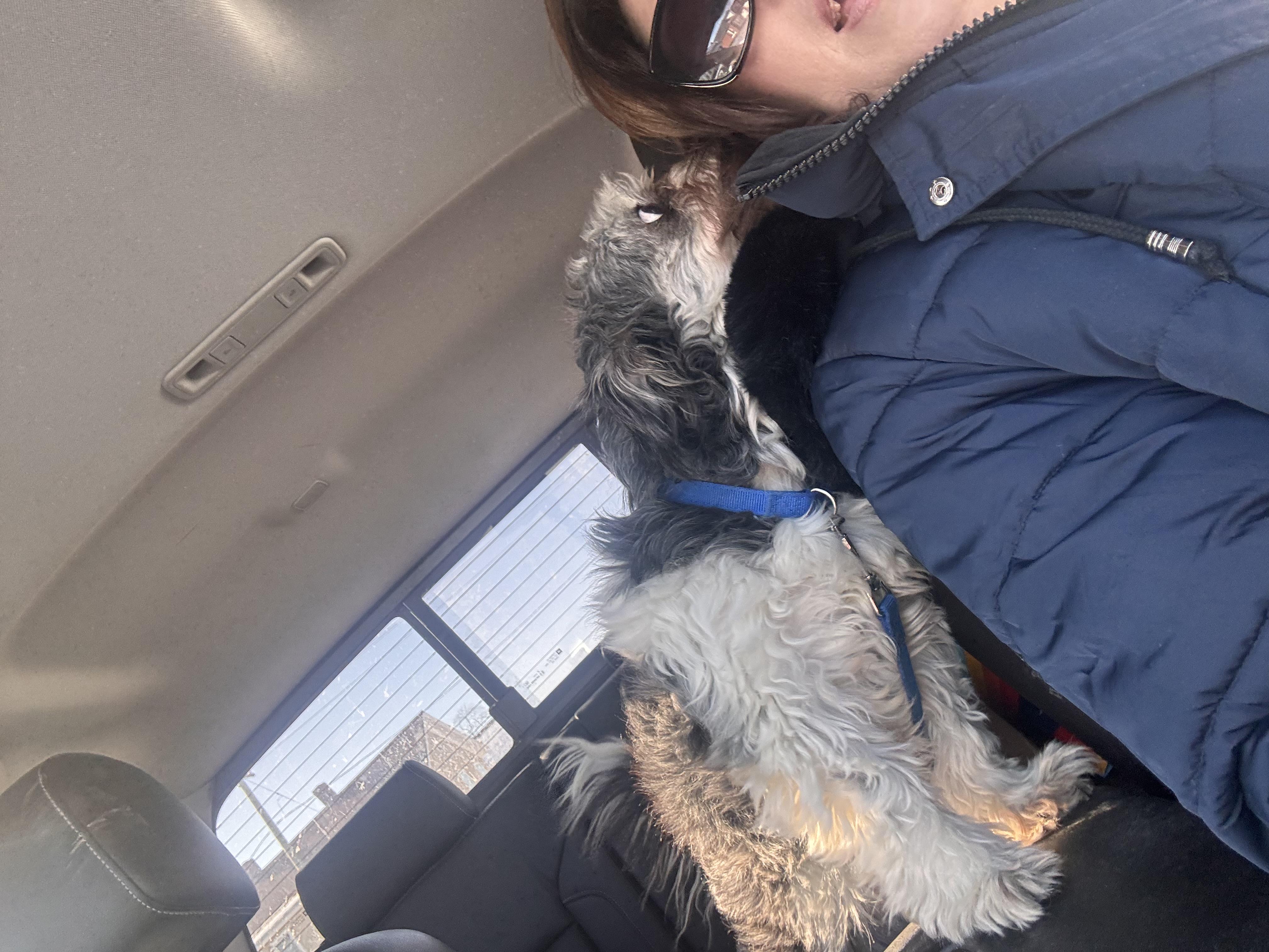 Poppy, an adopted mixed breed in Greenwich, NY image 3/3