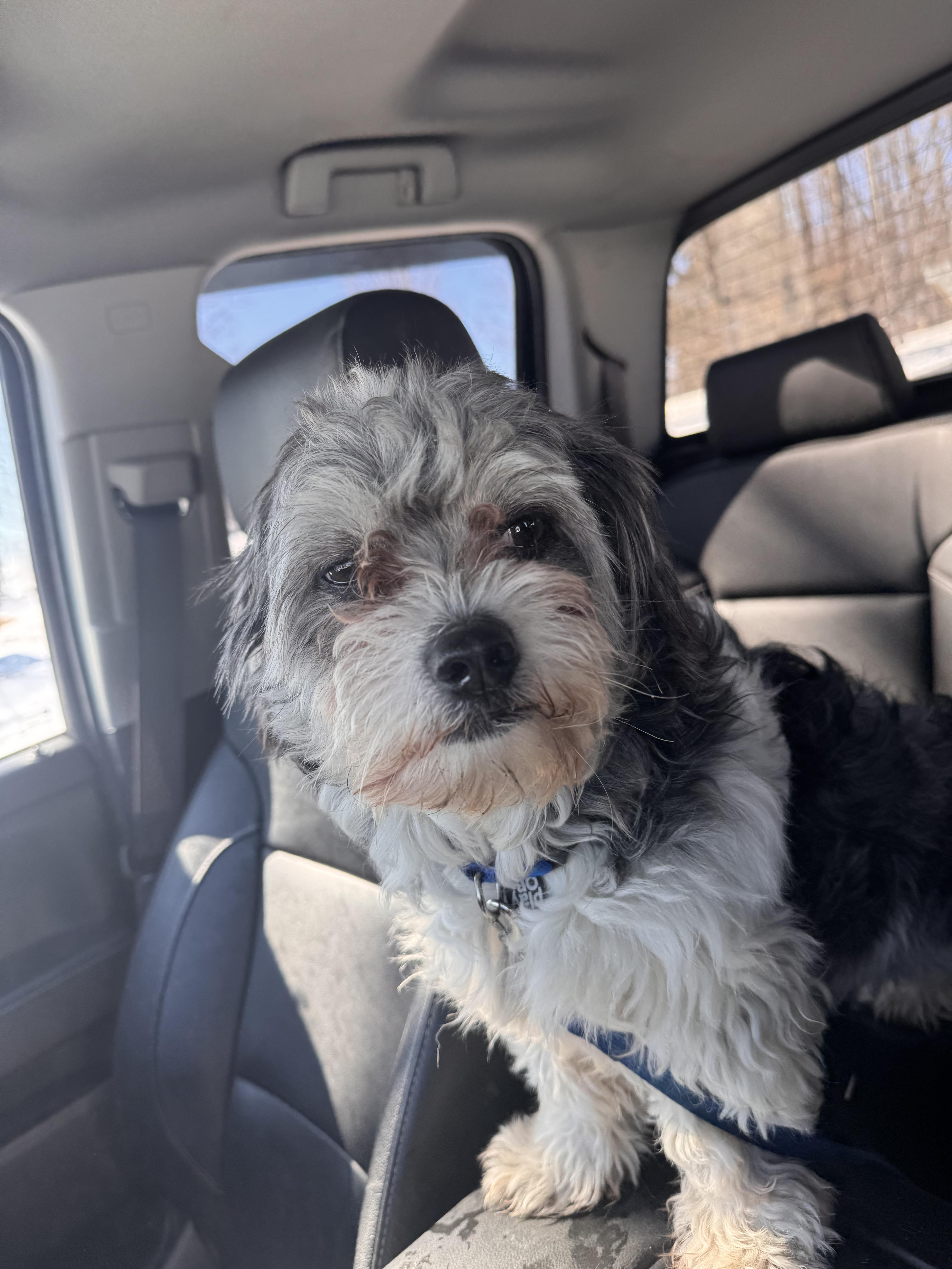 Poppy, an adopted mixed breed in Greenwich, NY image 2/3