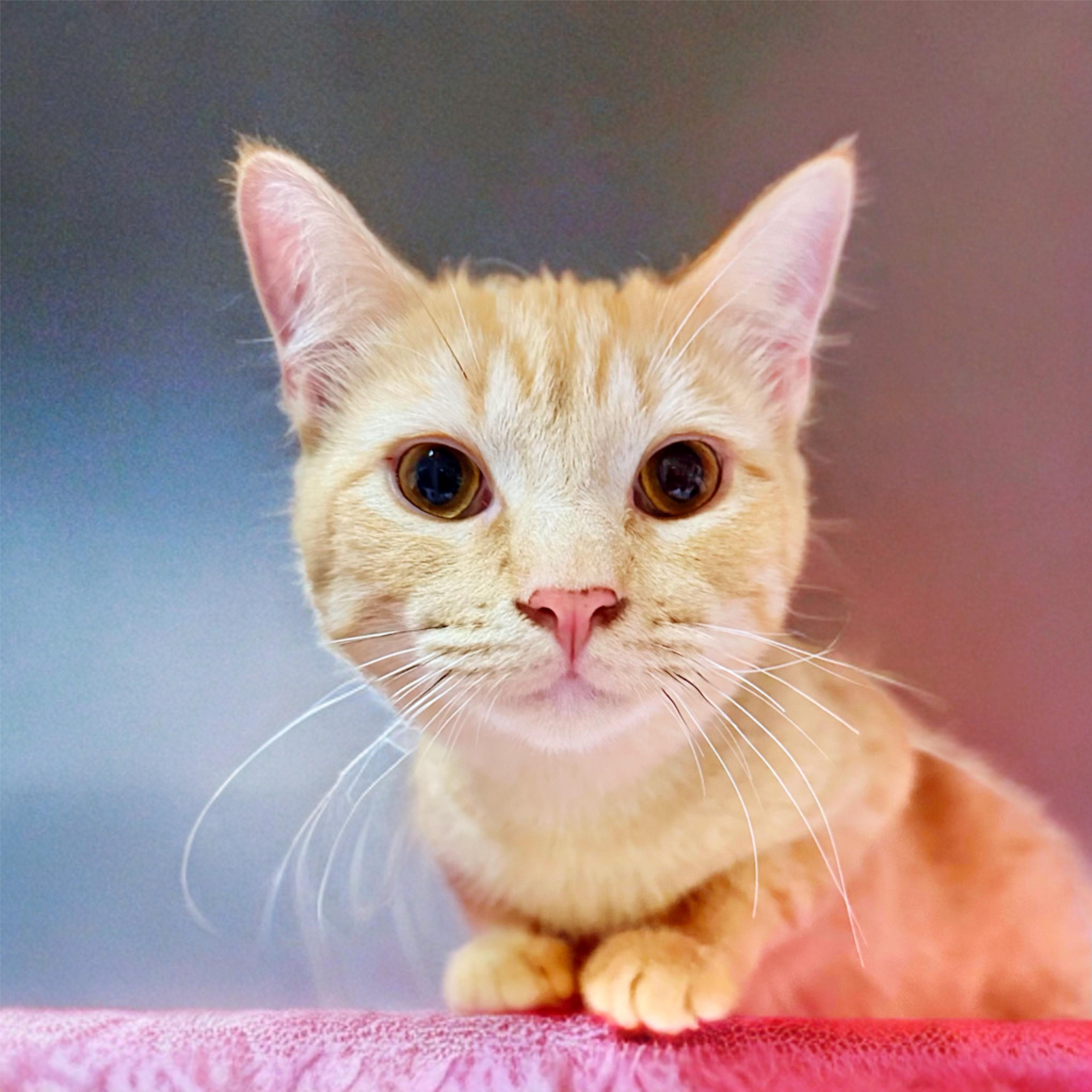 Neiko, a Adopted mixed breed in Santa Fe, NM image 2/4