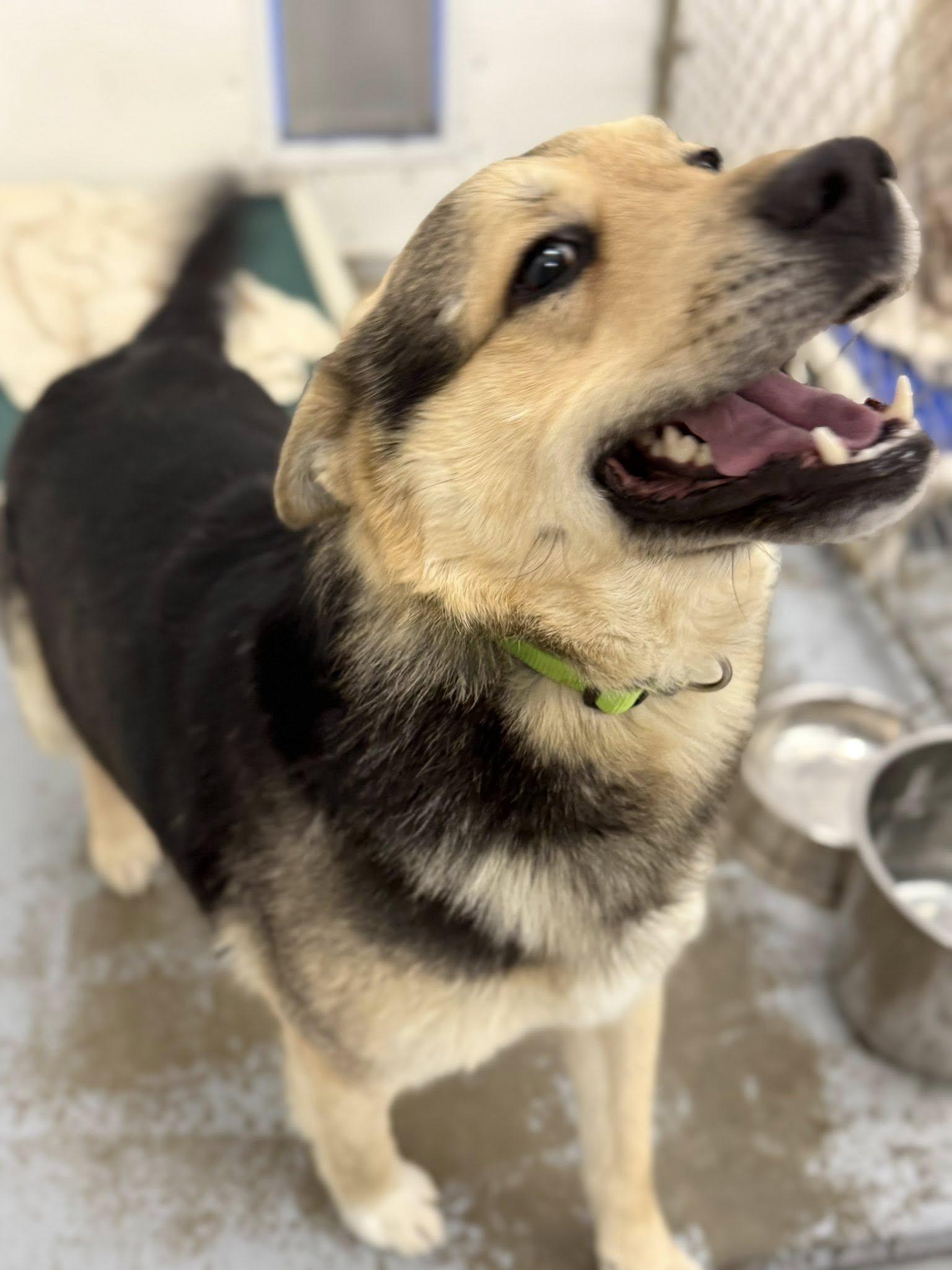 Durango, a ADOPTABLE mixed breed in Meadow Lake, SK image 2/4