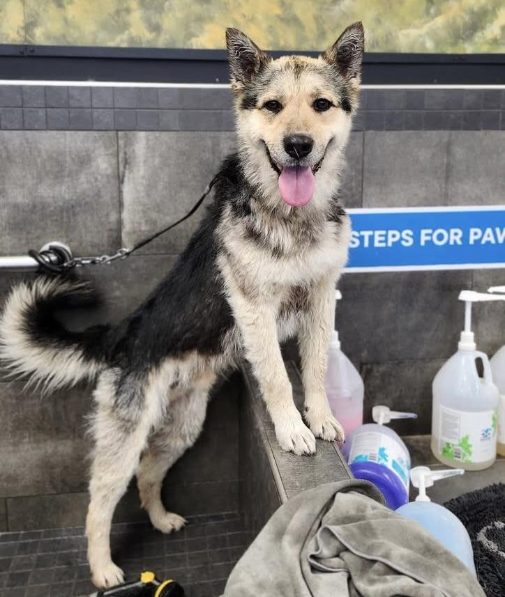 Enlarge Durango, a ADOPTABLE mixed breed in Meadow Lake, SK image 3/6