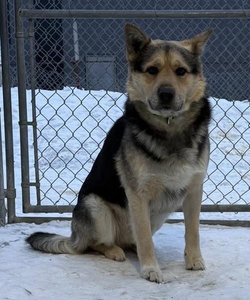 Durango, a ADOPTABLE mixed breed in Meadow Lake, SK image 4/4