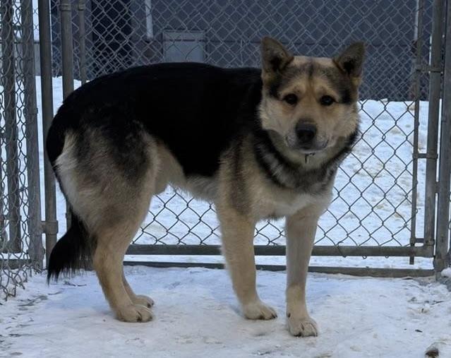 Durango, a ADOPTABLE mixed breed in Meadow Lake, SK image 3/4