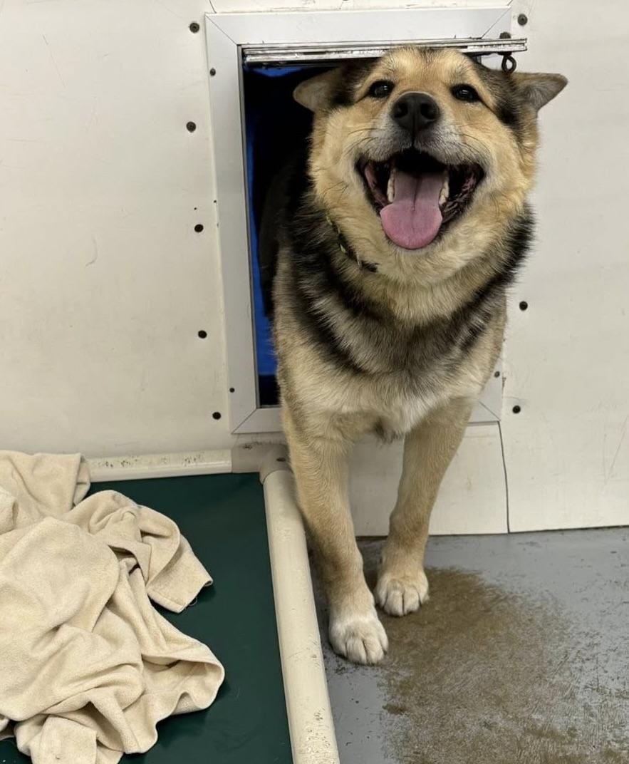 Durango, ADOPTABLE, Adult Male Shepherd.