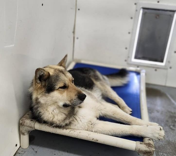 Enlarge Durango, a ADOPTABLE mixed breed in Meadow Lake, SK image 5/6