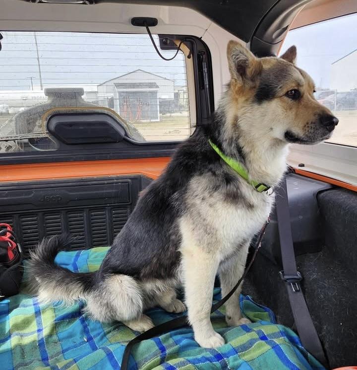 Enlarge Durango, a ADOPTABLE mixed breed in Meadow Lake, SK image 4/6