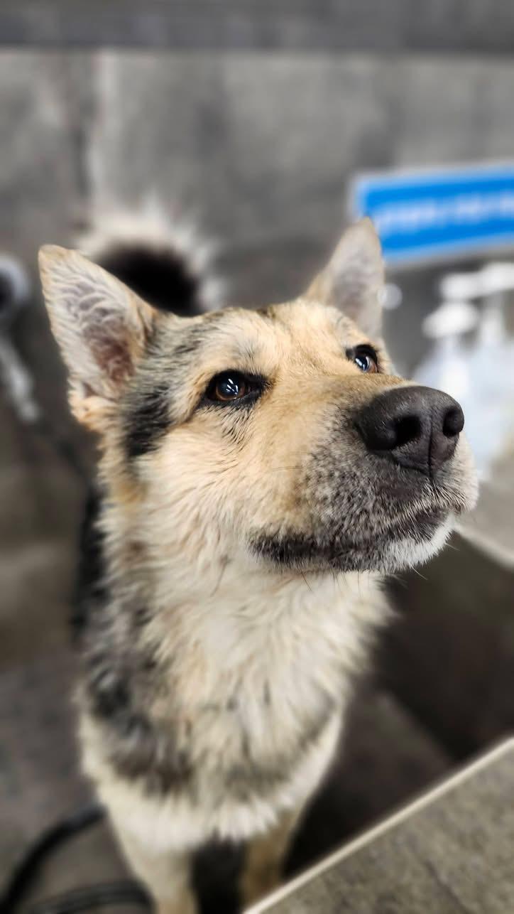 Durango, ADOPTABLE, Adult Male Shepherd.