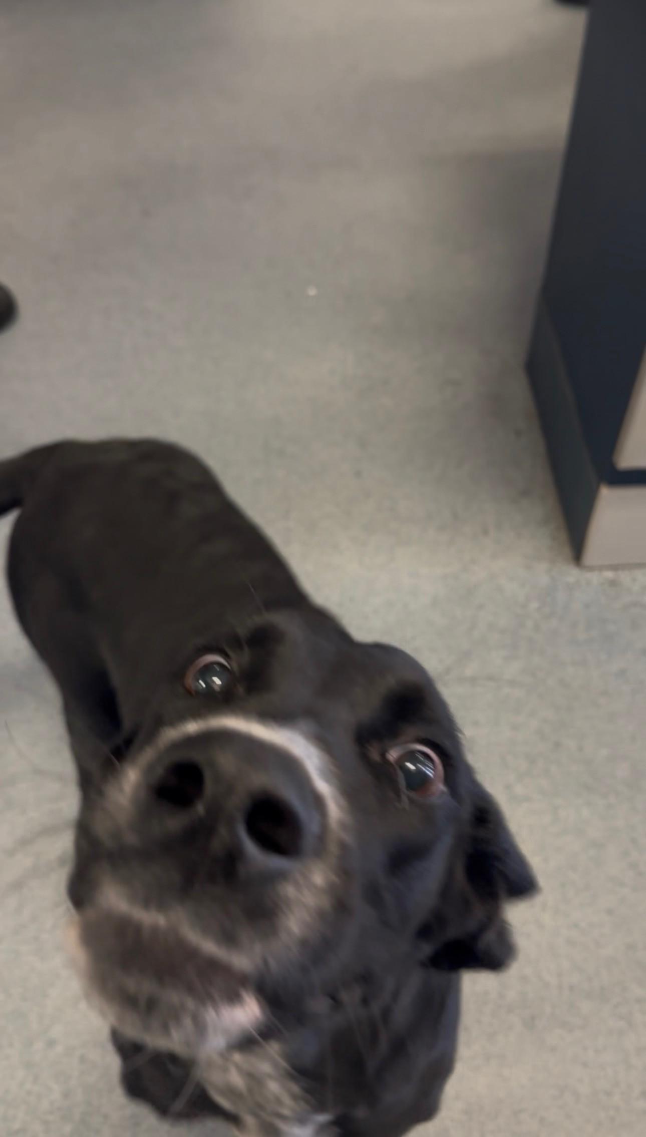 Amelia, adopted, Adult Female German Shorthaired Pointer.