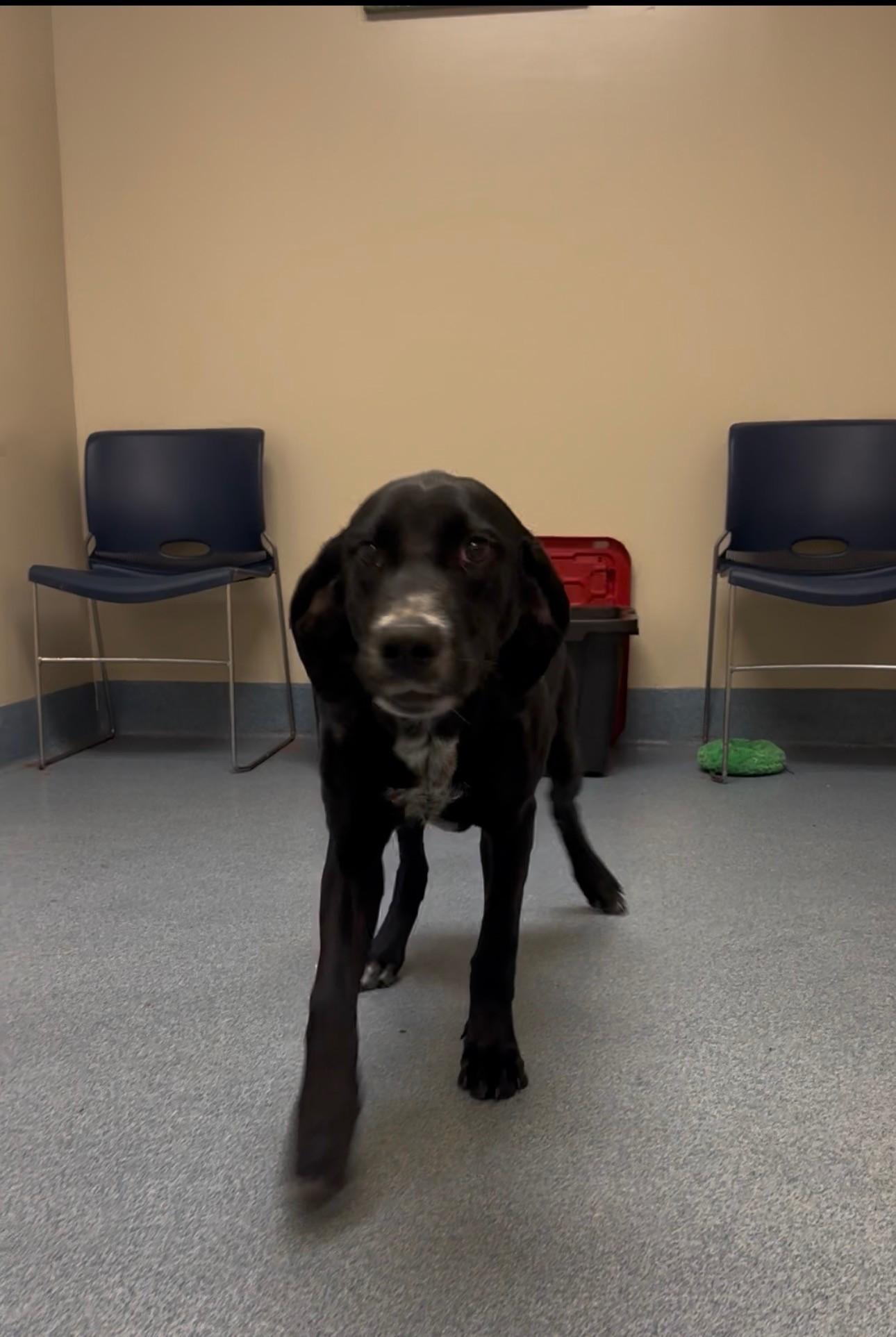 Enlarge Amelia, an adopted German Shorthaired Pointer in Suffolk, VA image 3/3