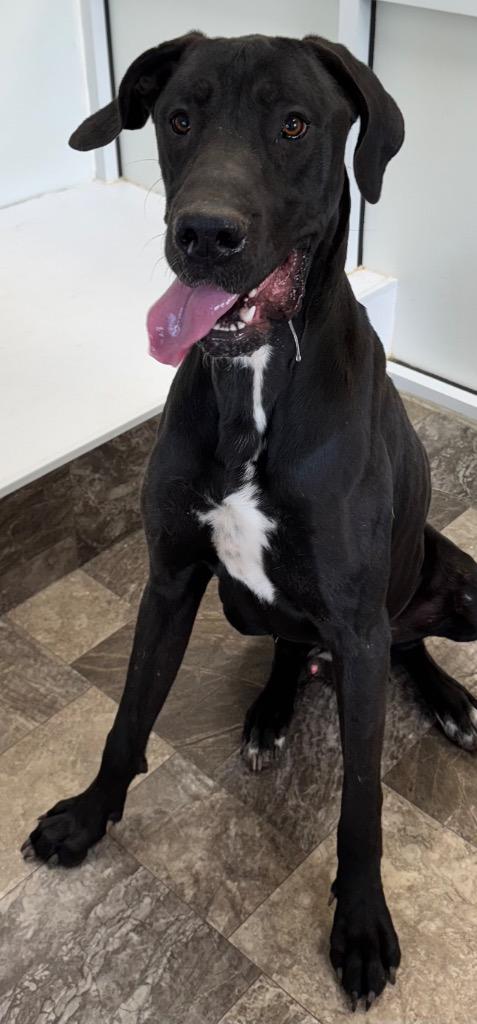 60578, Adoptable, Young Male Great Dane.