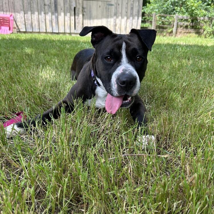 Mia, Adoptable, Adult Female Mixed Breed.