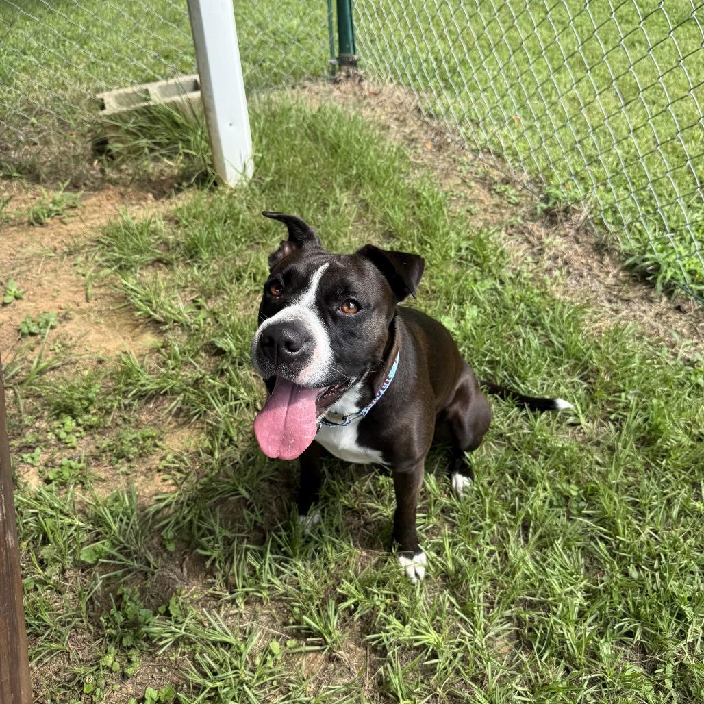 Enlarge Mia, a Adoptable Mixed Breed in Mebane, NC image 2/6