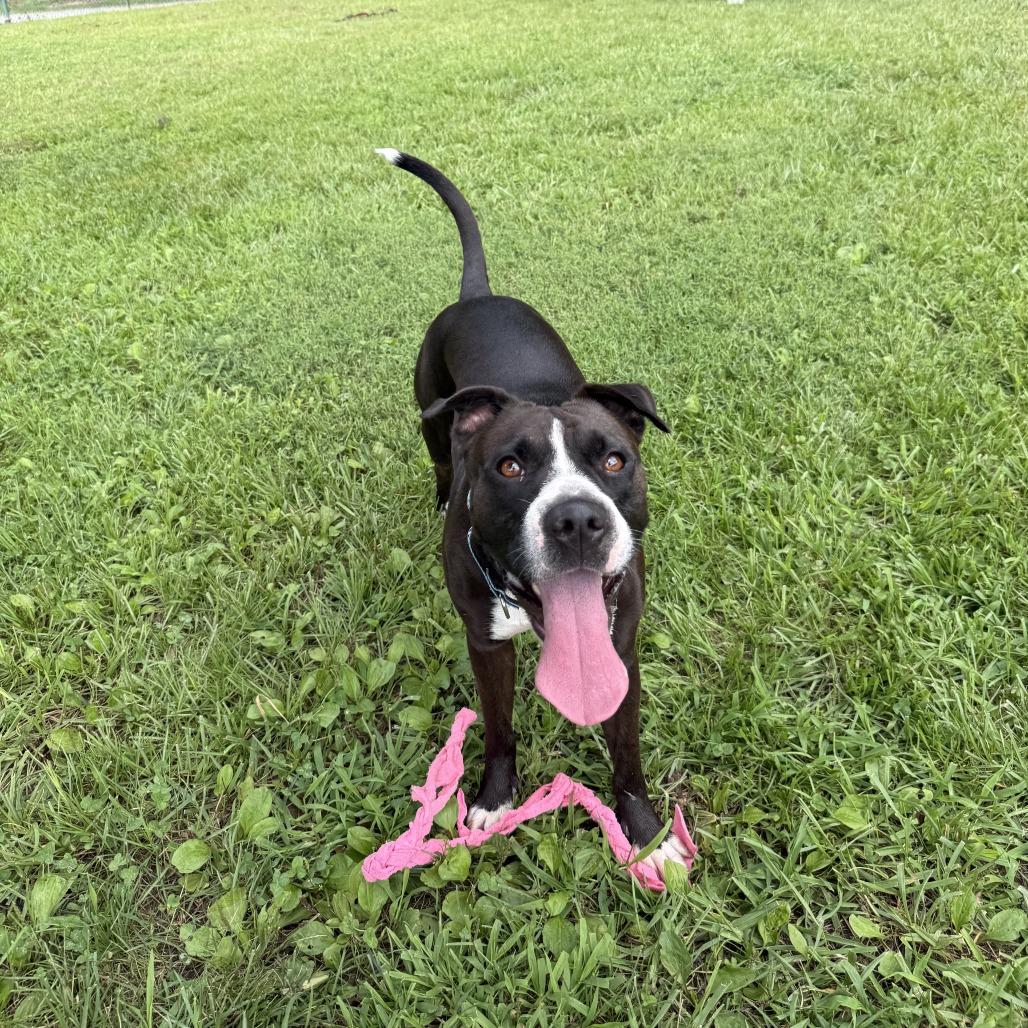 Enlarge Mia, a Adoptable Mixed Breed in Mebane, NC image 3/6