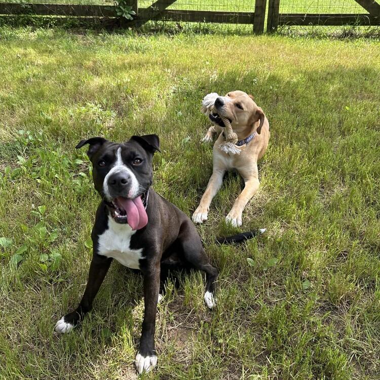 Enlarge Mia, a Adoptable Mixed Breed in Mebane, NC image 4/6