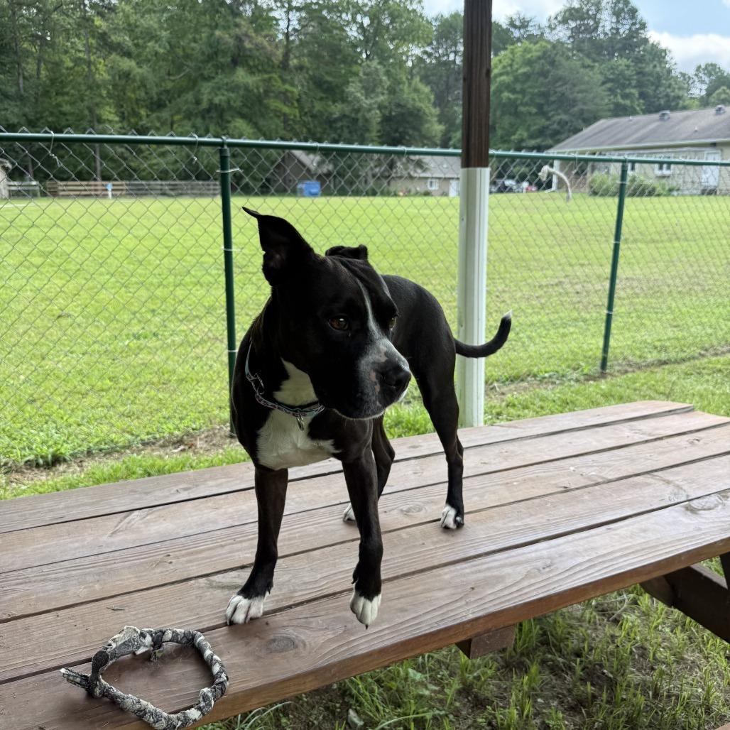 Enlarge Mia, a Adoptable Mixed Breed in Mebane, NC image 5/6
