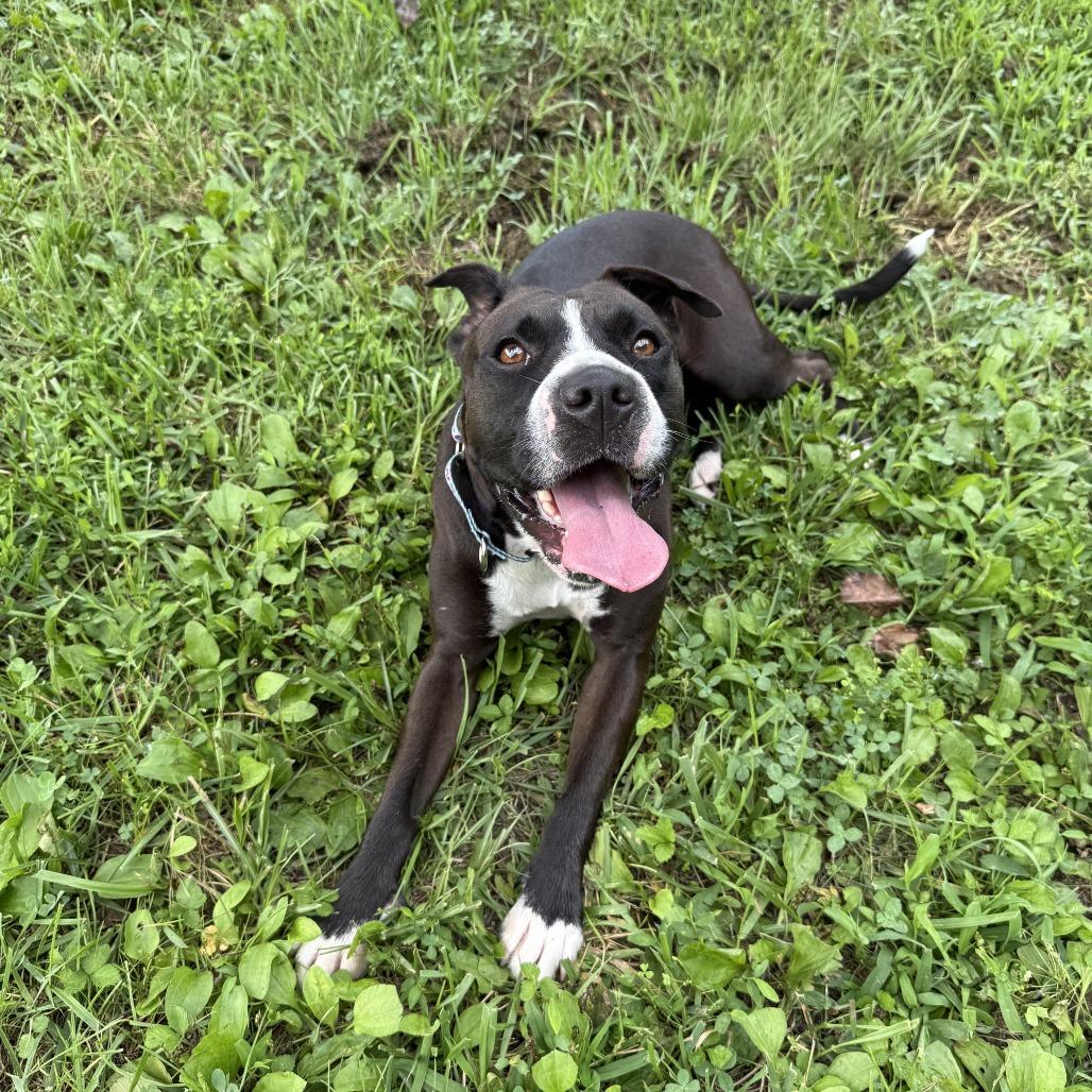 Enlarge Mia, a Adoptable Mixed Breed in Mebane, NC image 6/6