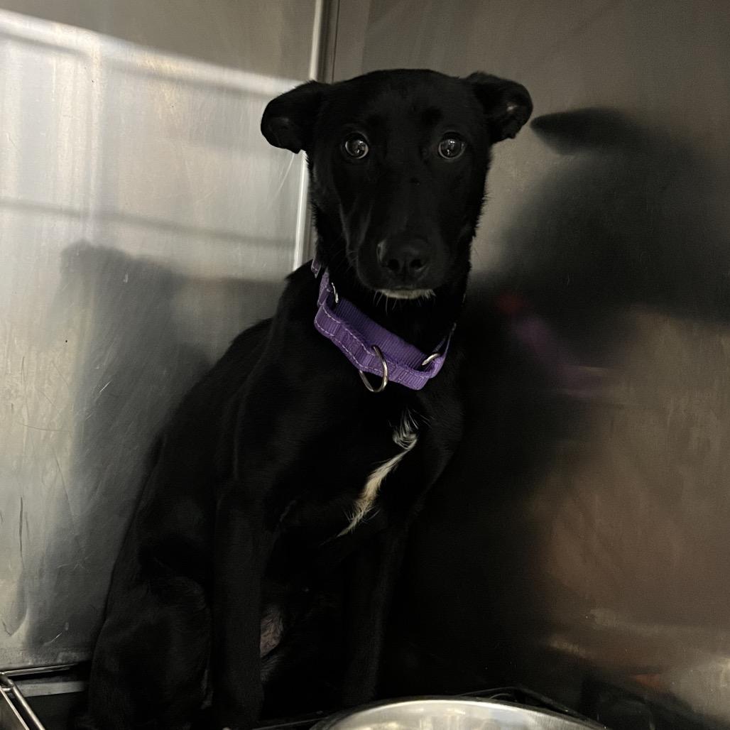 Athena, Adoptable, Young Female German Shepherd Dog & Mixed Breed.