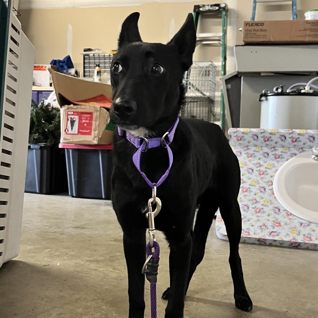 Enlarge Athena, a Adoptable mixed breed in Marysville, OH image 2/6