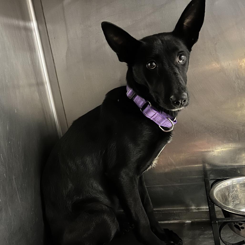 Enlarge Athena, a Adoptable mixed breed in Marysville, OH image 3/6