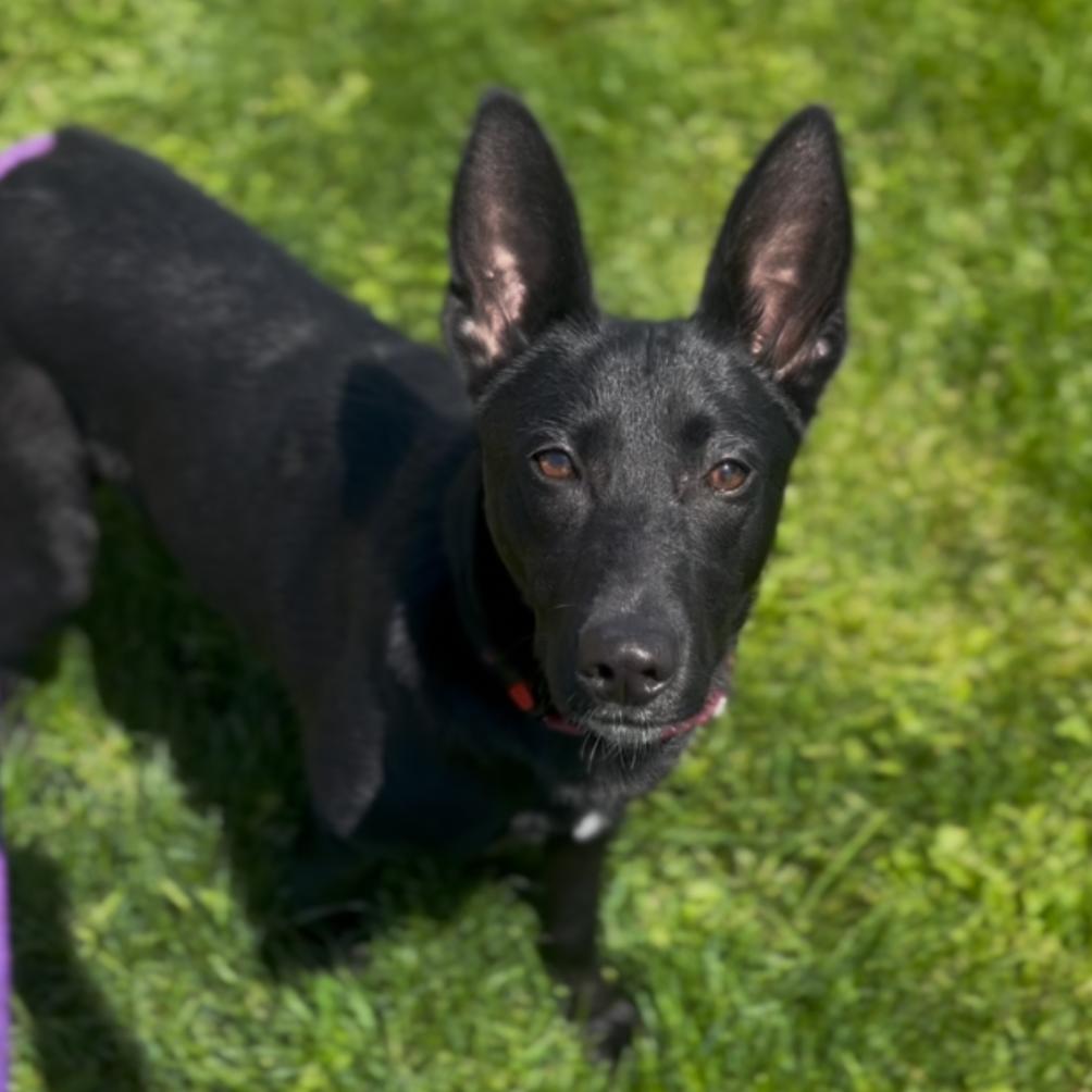 Enlarge Athena, a Adoptable mixed breed in Marysville, OH image 4/6