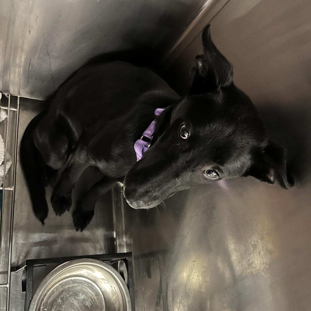 Enlarge Athena, a Adoptable mixed breed in Marysville, OH image 5/6