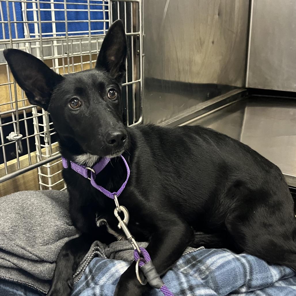Enlarge Athena, a Adoptable mixed breed in Marysville, OH image 6/6