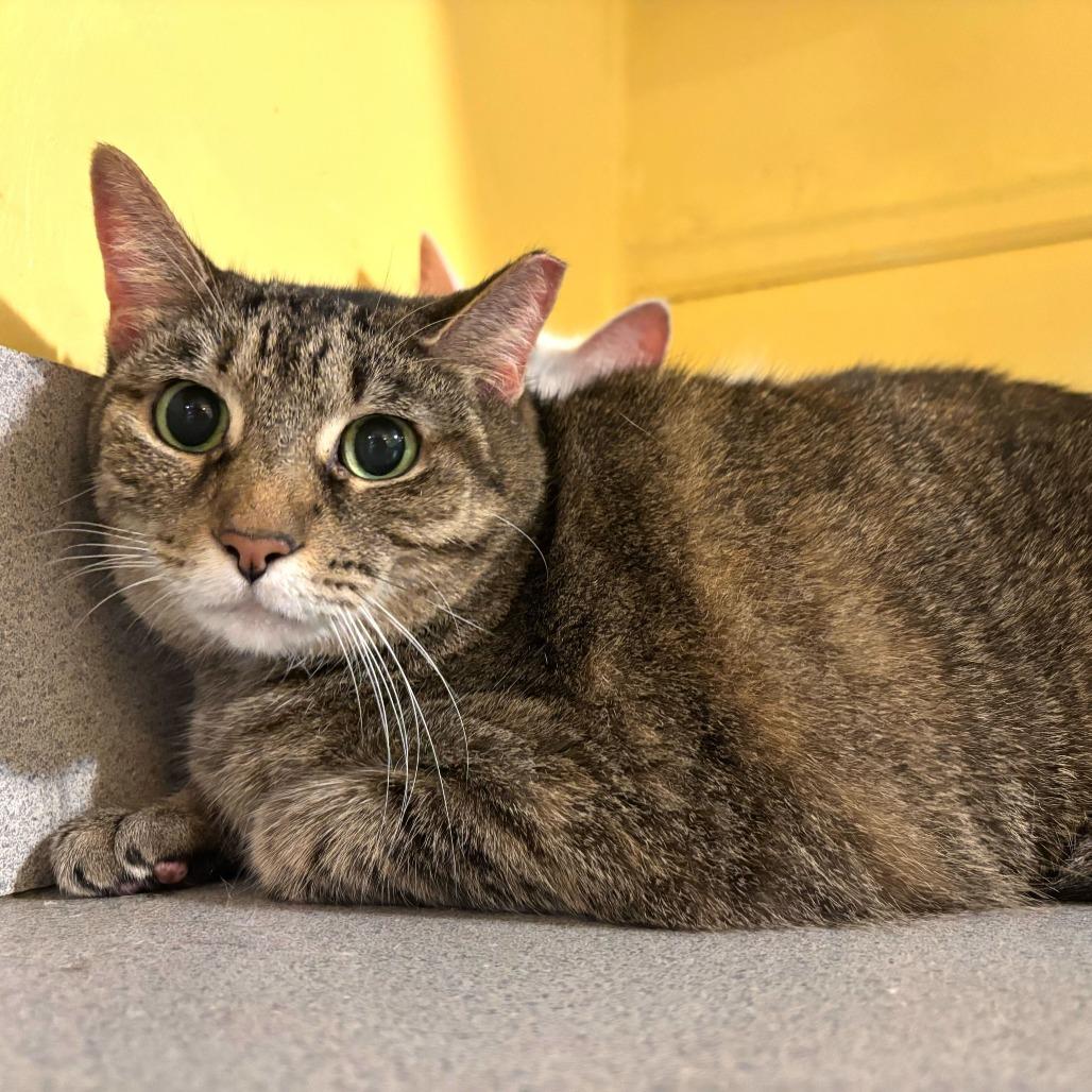 Chubbs, Adoptable, Adult Female Domestic Short Hair.