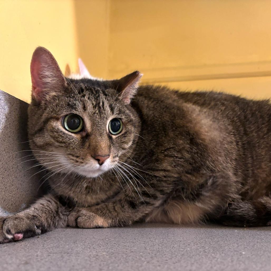 Chubbs, a Adoptable Domestic Short Hair in Carencro, LA image 2/2