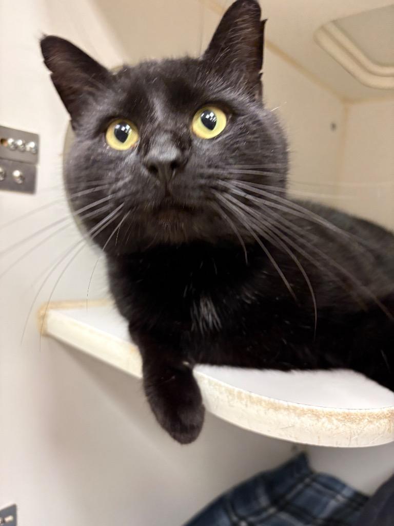 Enlarge Diamond (King Springs), a Adoptable mixed breed in Johnson City, TN image 1/1