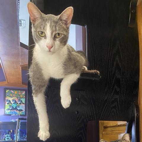Red Stripe, an adoptable Domestic Short Hair in Davie, FL, 33331 | Photo Image 3