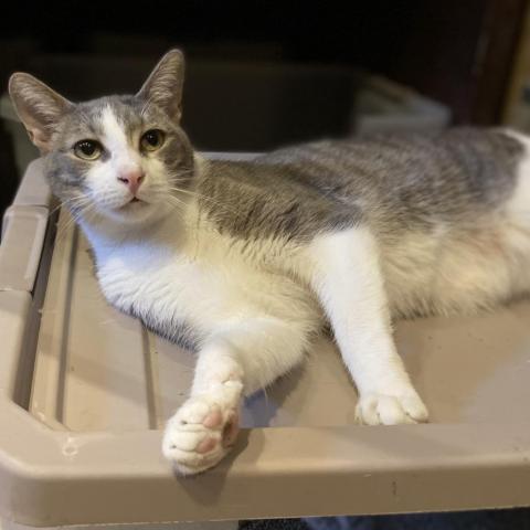 Red Stripe, a Adoptable Domestic Short Hair in Davie, FL image 2/9