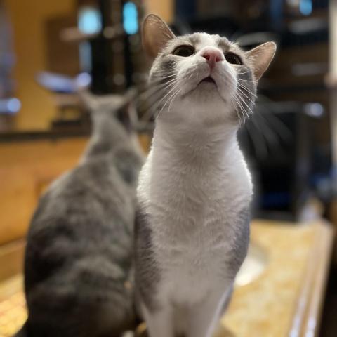 Red Stripe, a Adoptable Domestic Short Hair in Davie, FL image 3/9