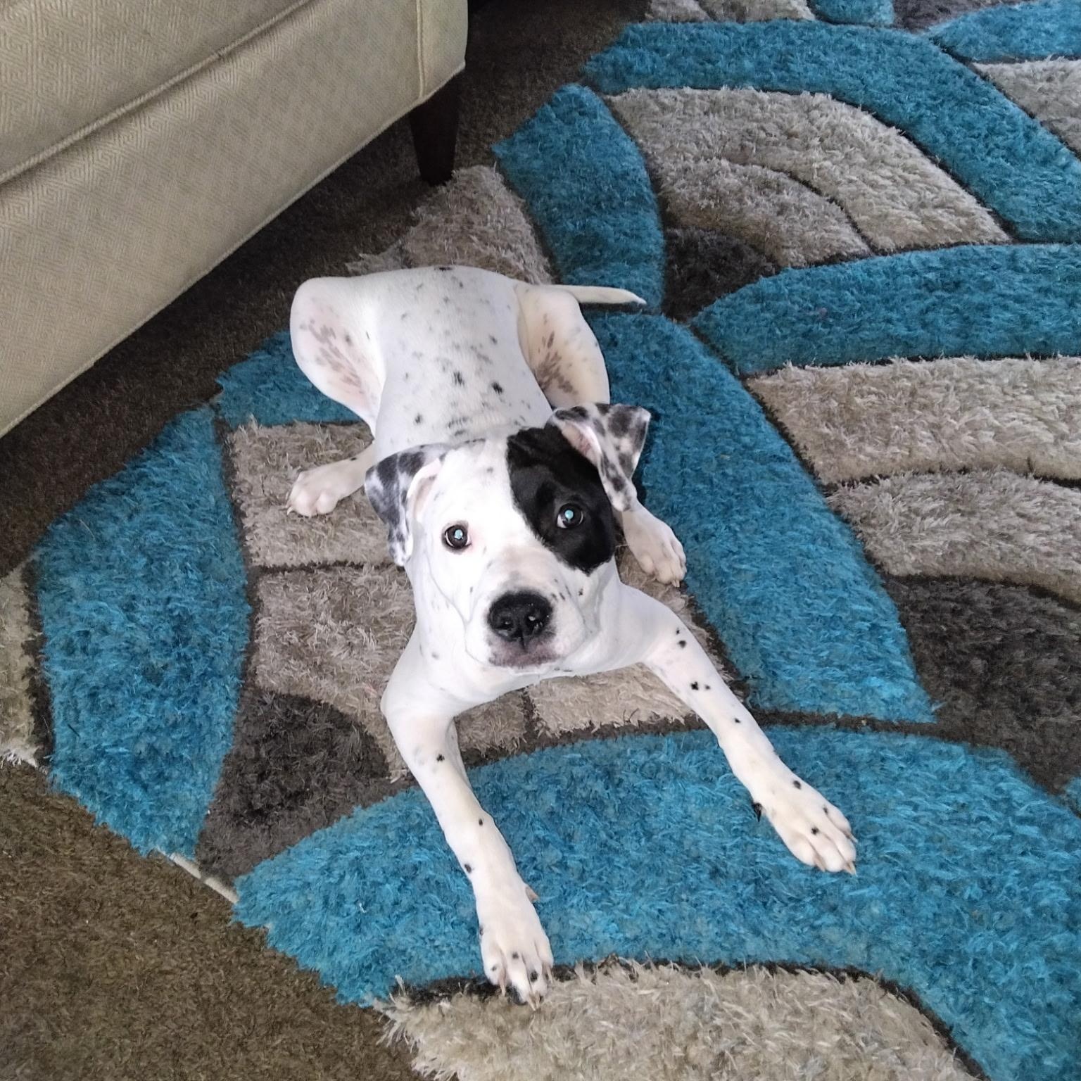 Lucky, adopted, Young Male Pit Bull Terrier & Labrador Retriever.