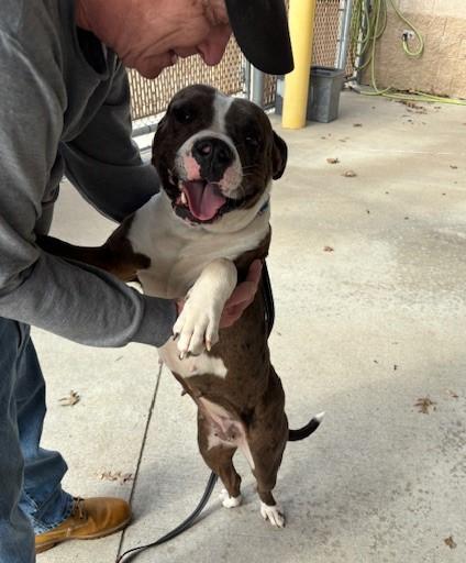 Enlarge 4PAWS Cookie, a ADOPTABLE mixed breed in Benbrook, TX image 1/2