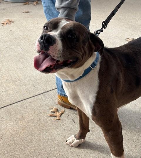 Enlarge 4PAWS Cookie, a ADOPTABLE mixed breed in Benbrook, TX image 2/2