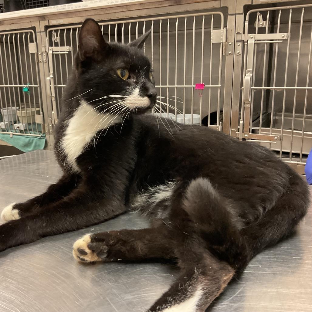 Enlarge Inkwell, a Adoptable Domestic Short Hair in Monroe, LA image 2/2