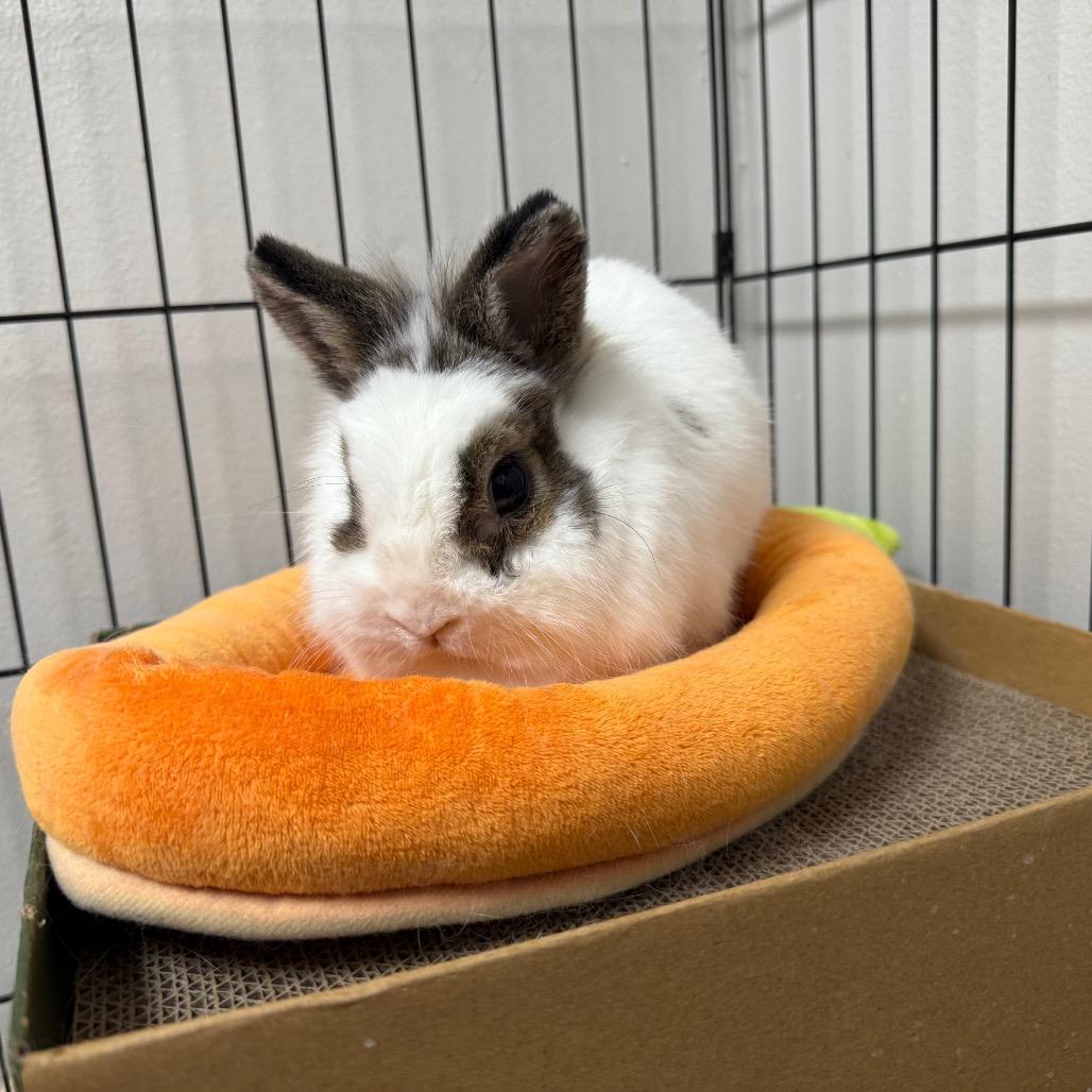 Enlarge Mama Pumpkin & Papa Gourd (bonded duo), a ADOPTABLE mixed breed in Medford, NY image 2/3