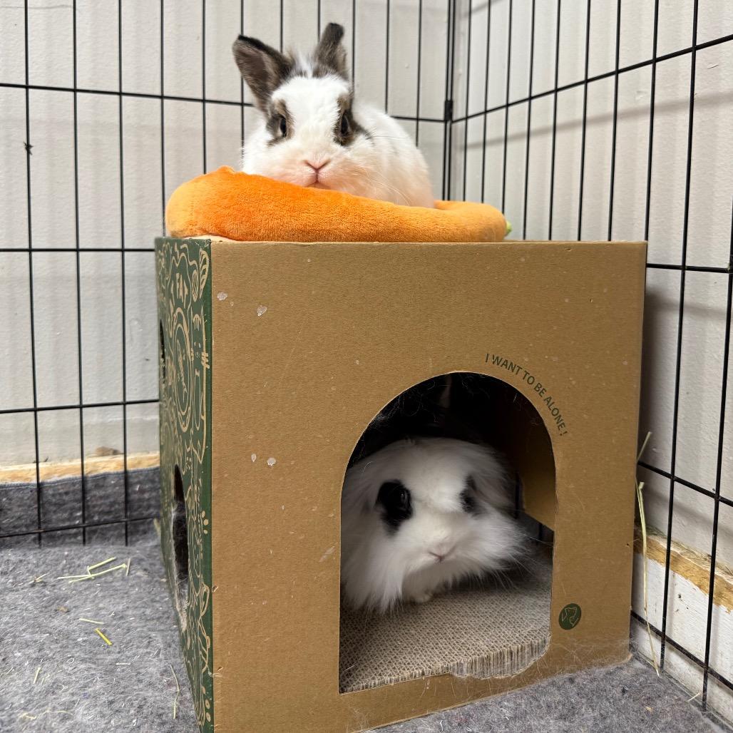 Mama Pumpkin & Papa Gourd (bonded duo), ADOPTABLE, Adult Male Mini Rex & Lionhead.