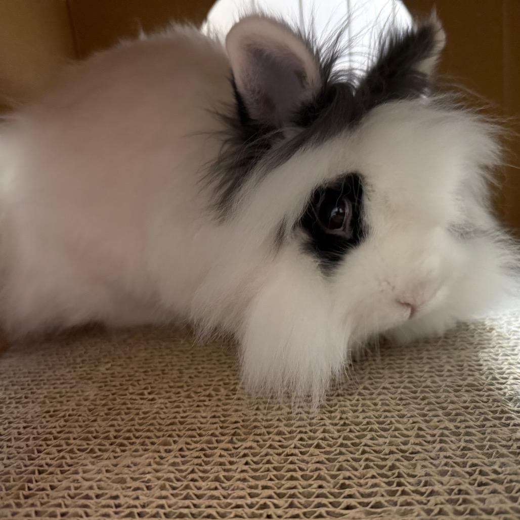 Enlarge Mama Pumpkin & Papa Gourd (bonded duo), a ADOPTABLE mixed breed in Medford, NY image 3/3