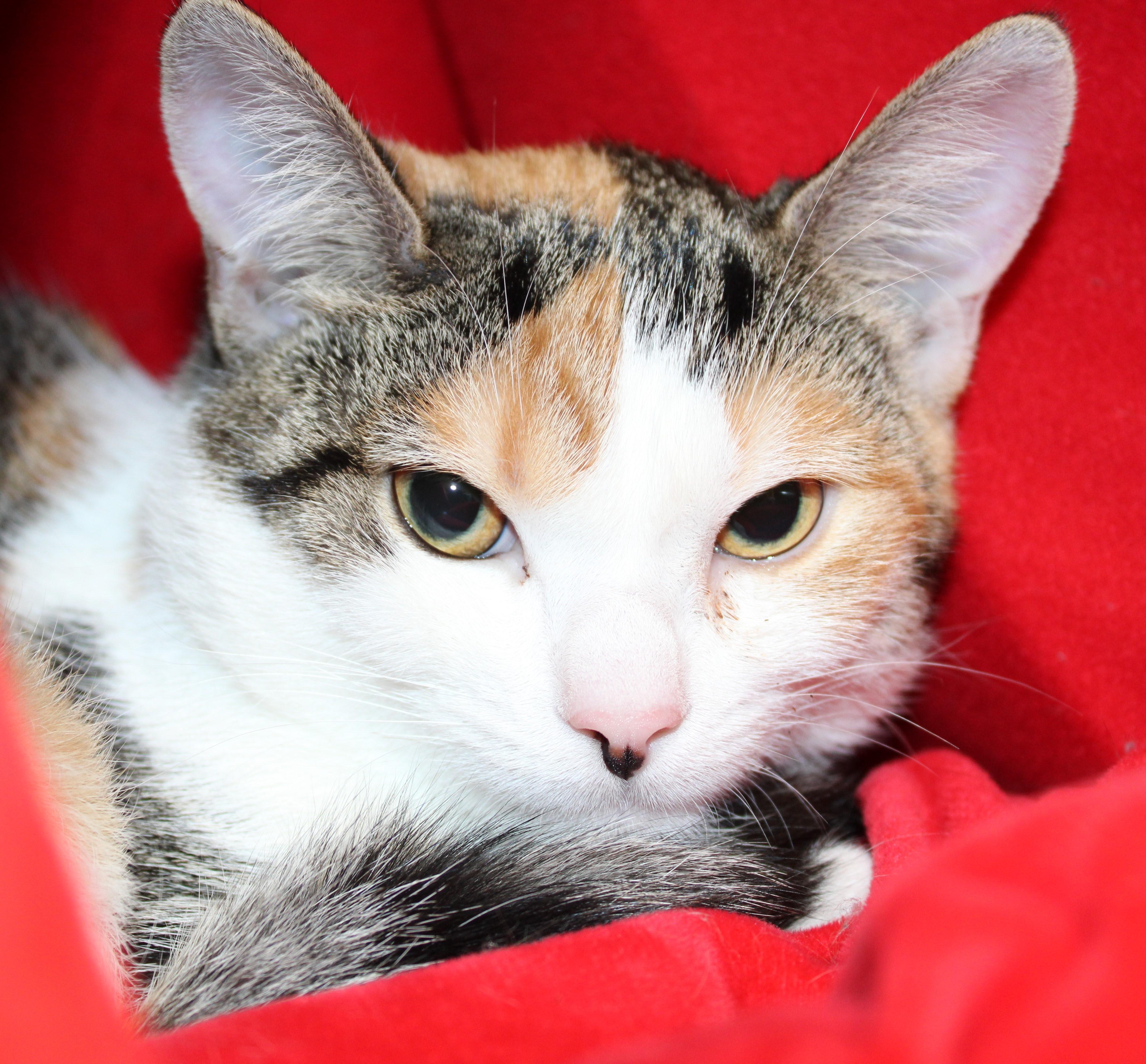 Baby Girl - bonded with her sister Peyton 2 for 1!, adoptable, Young Female Domestic Short Hair.