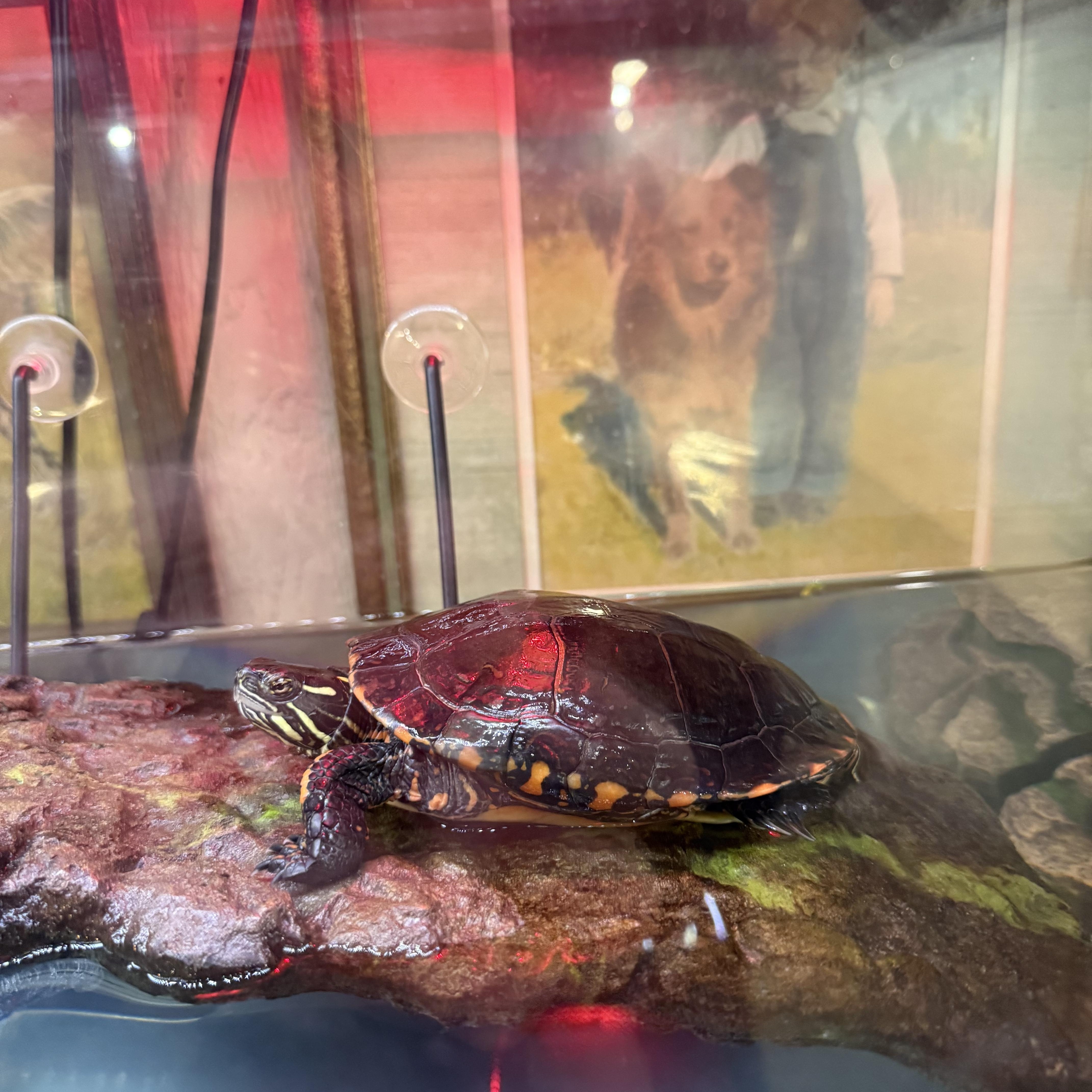 SpongeBob & SquarePants, a Adoptable Painted in Novi, MI image 3/6