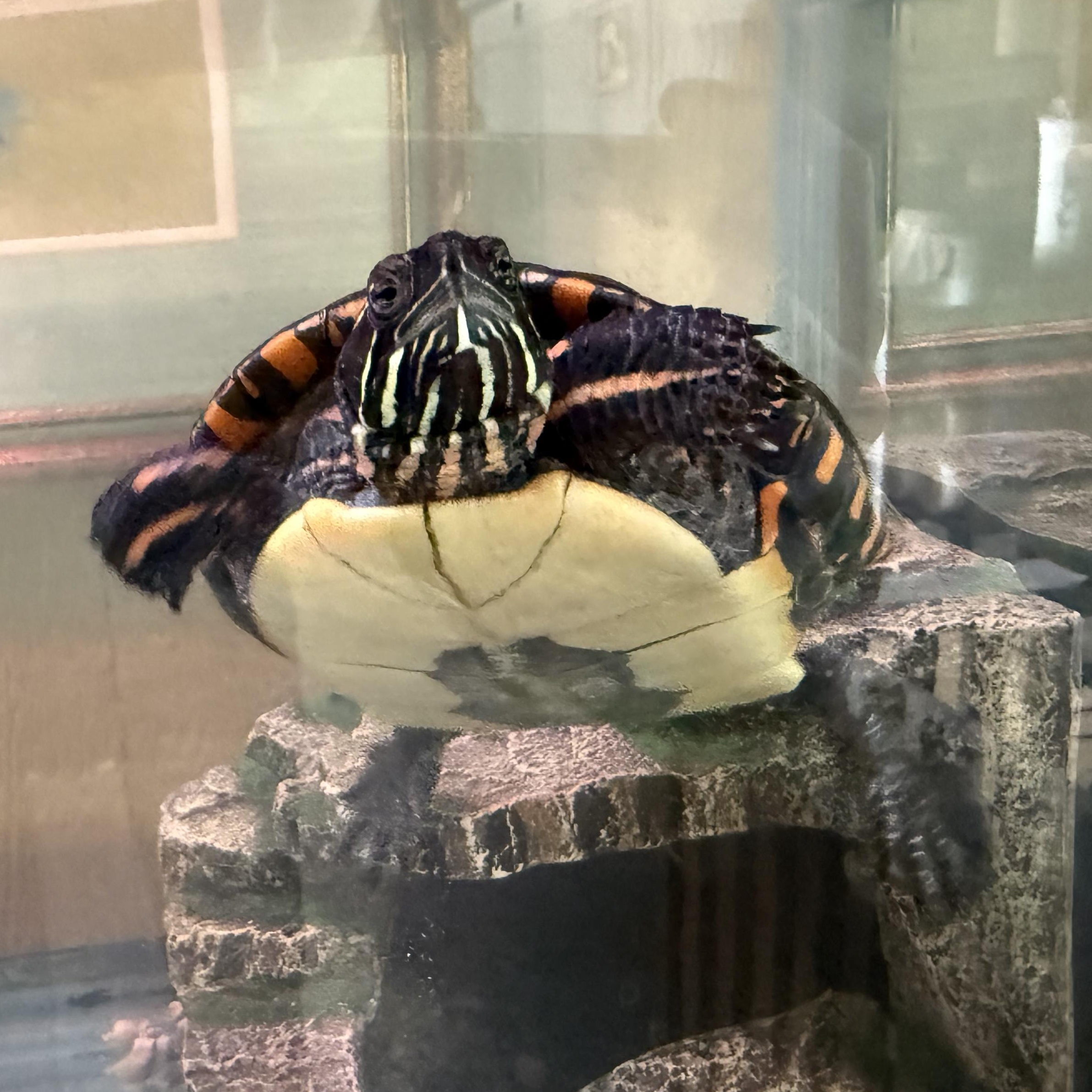 SpongeBob & SquarePants, a Adoptable Painted in Novi, MI image 4/6