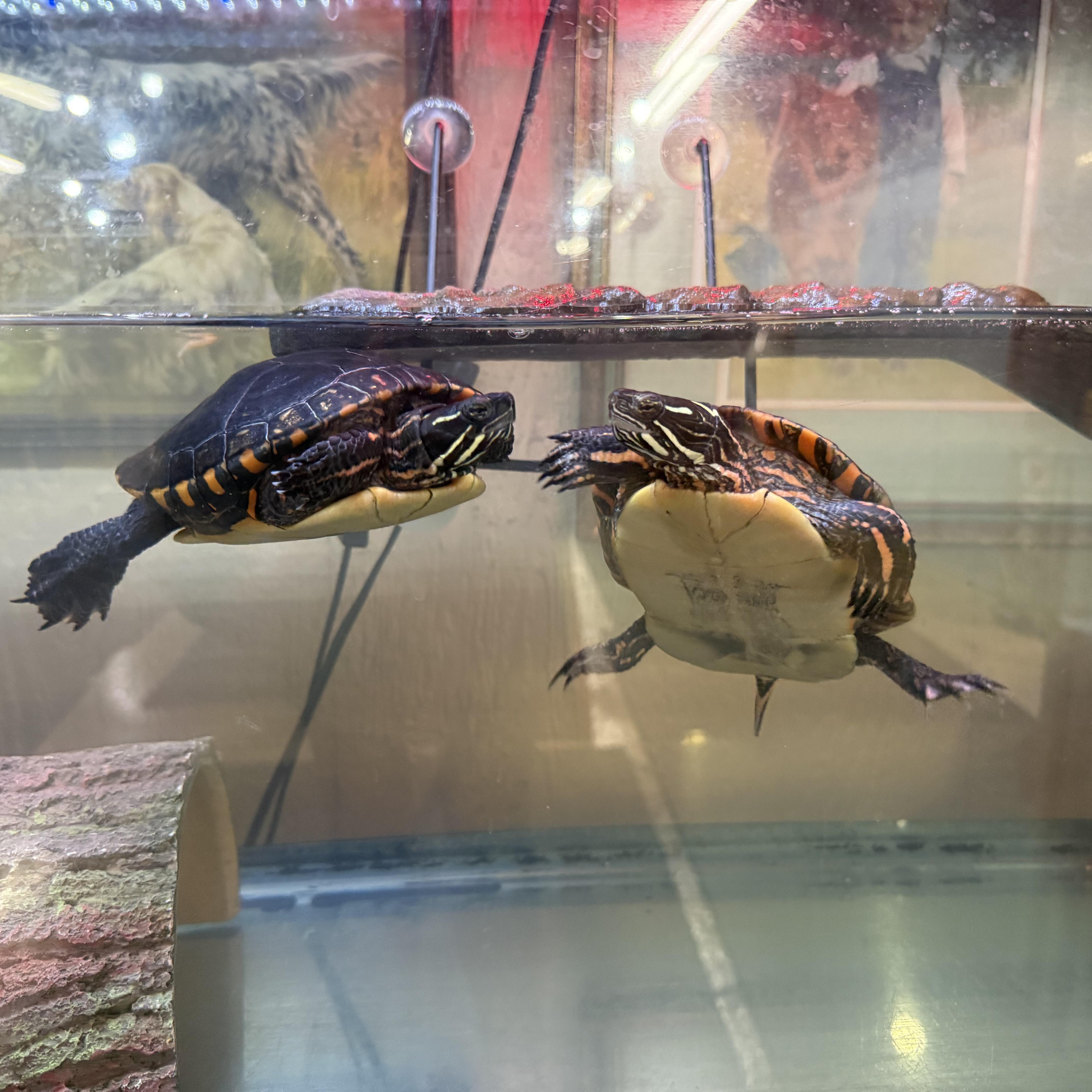 SpongeBob & SquarePants, Adoptable, Adult Unknown Painted.