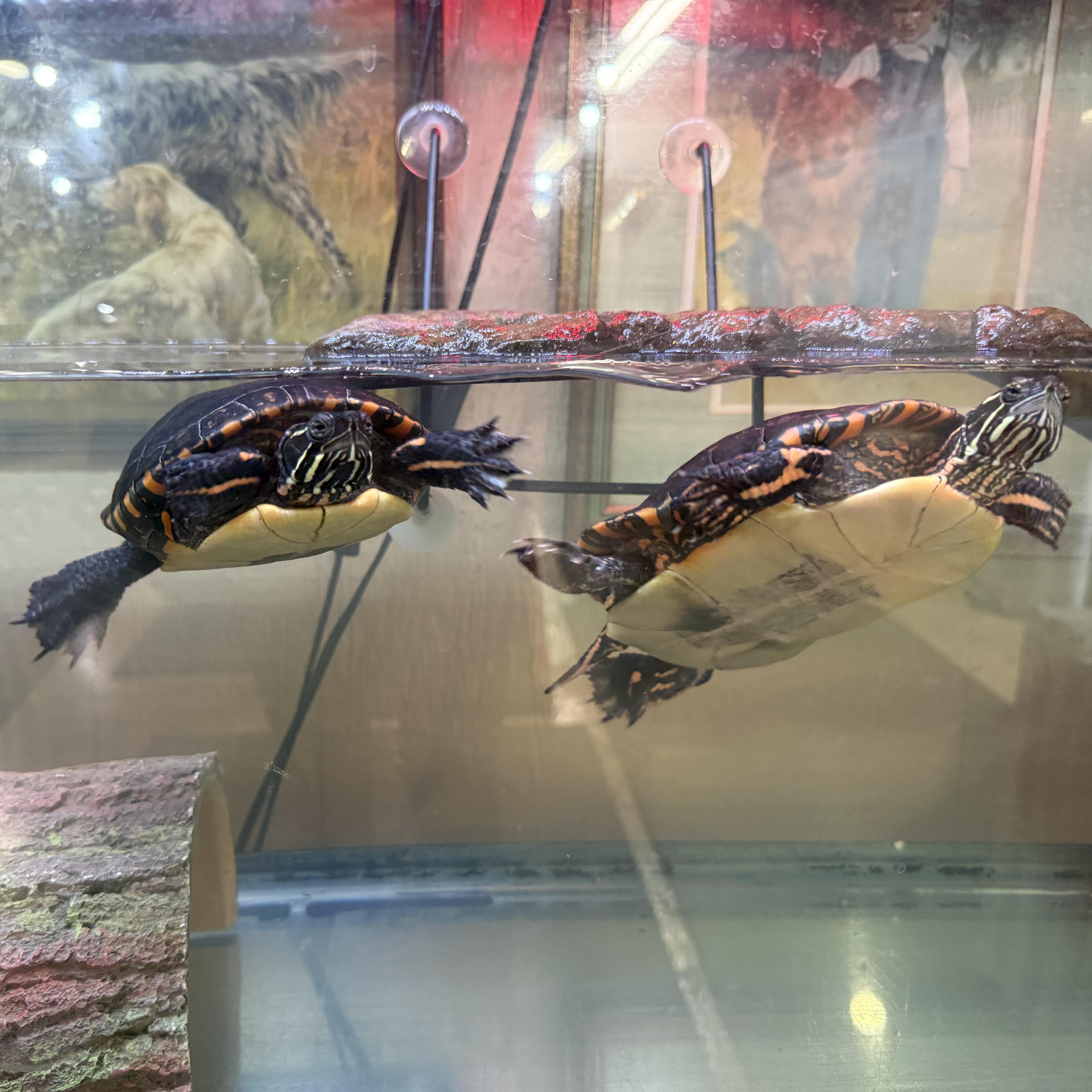 SpongeBob & SquarePants, a Adoptable Painted in Novi, MI image 2/6