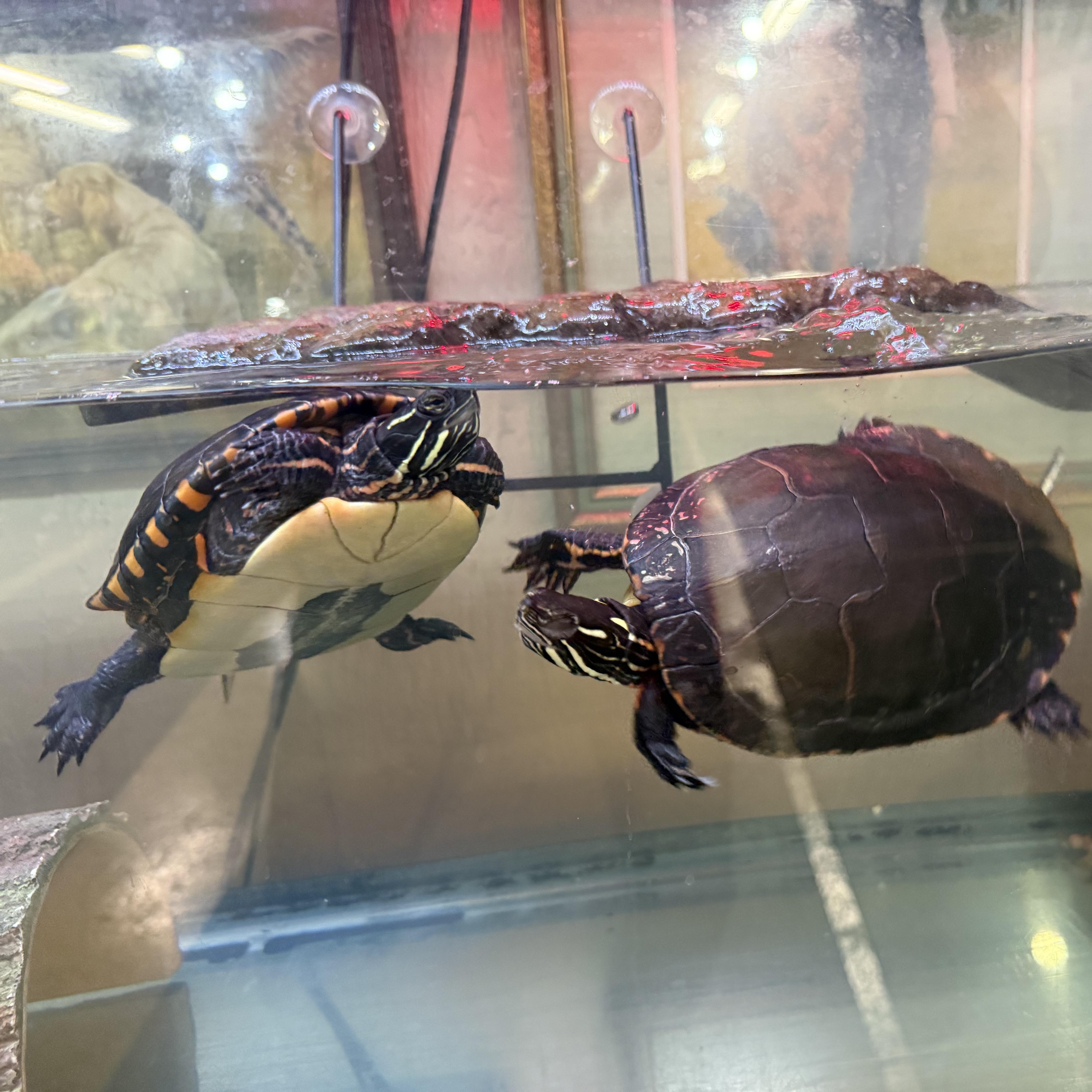 SpongeBob & SquarePants, a Adoptable Painted in Novi, MI image 5/6